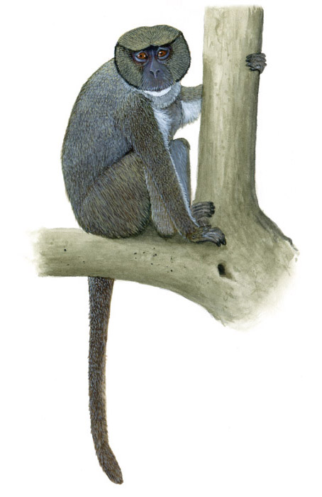 Carlos Velázquez Los primates
