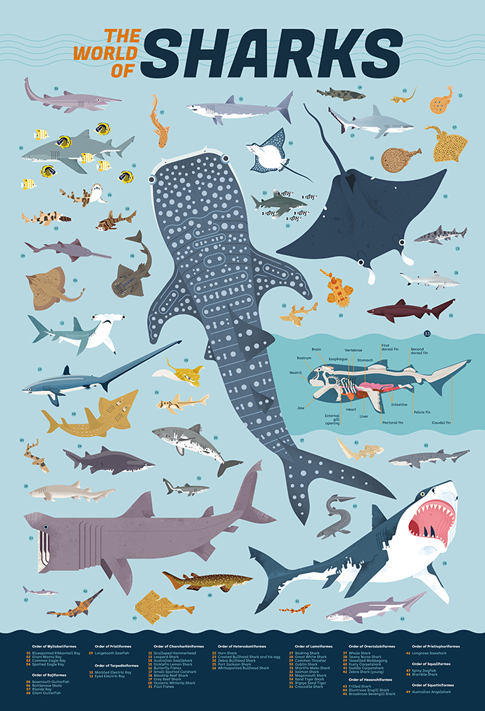 Ángel Svoboda Poppink Tiburones poster