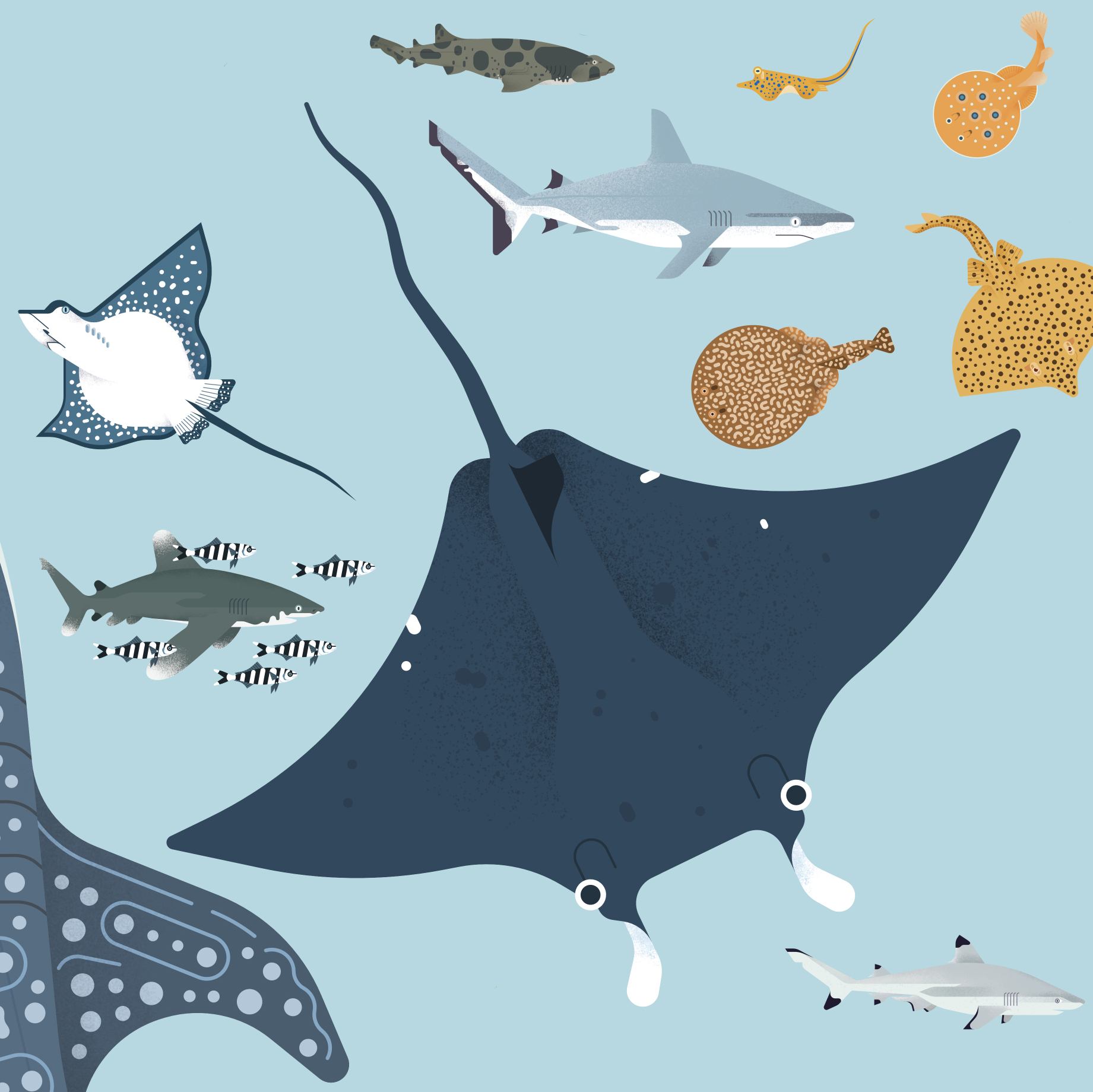 Ángel Svoboda Poppink Tiburones poster