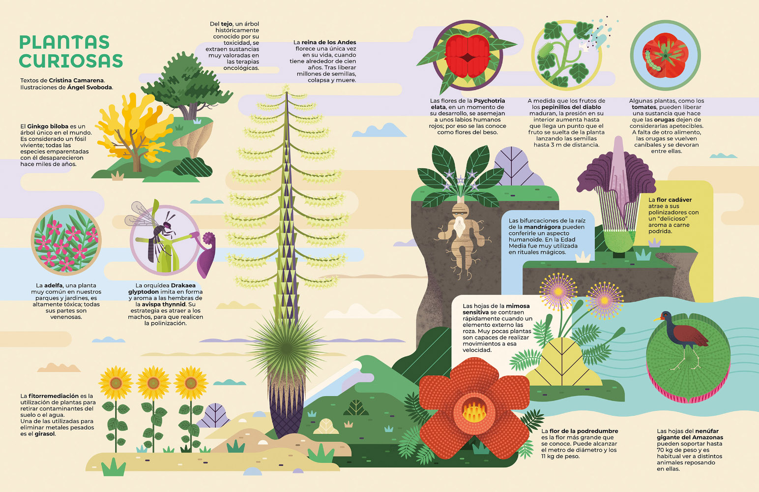 Angel_S_2021_SavannaBooks_RevistaPantera5_PlantasCuriosas